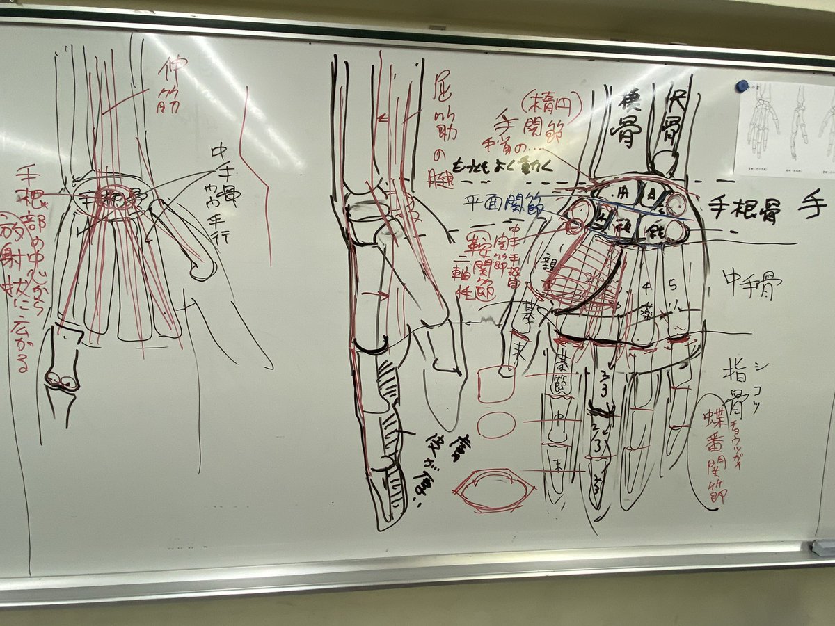 人体イラスト授業
今日は手。
解説することが多すぎて二時間ずっと解説していたけど、全然足りなかった。 