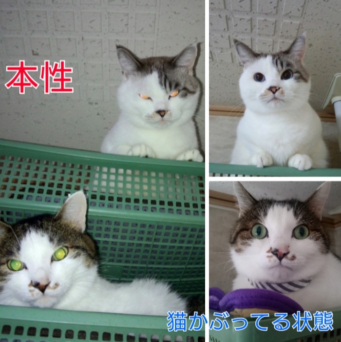 猫かぶってる