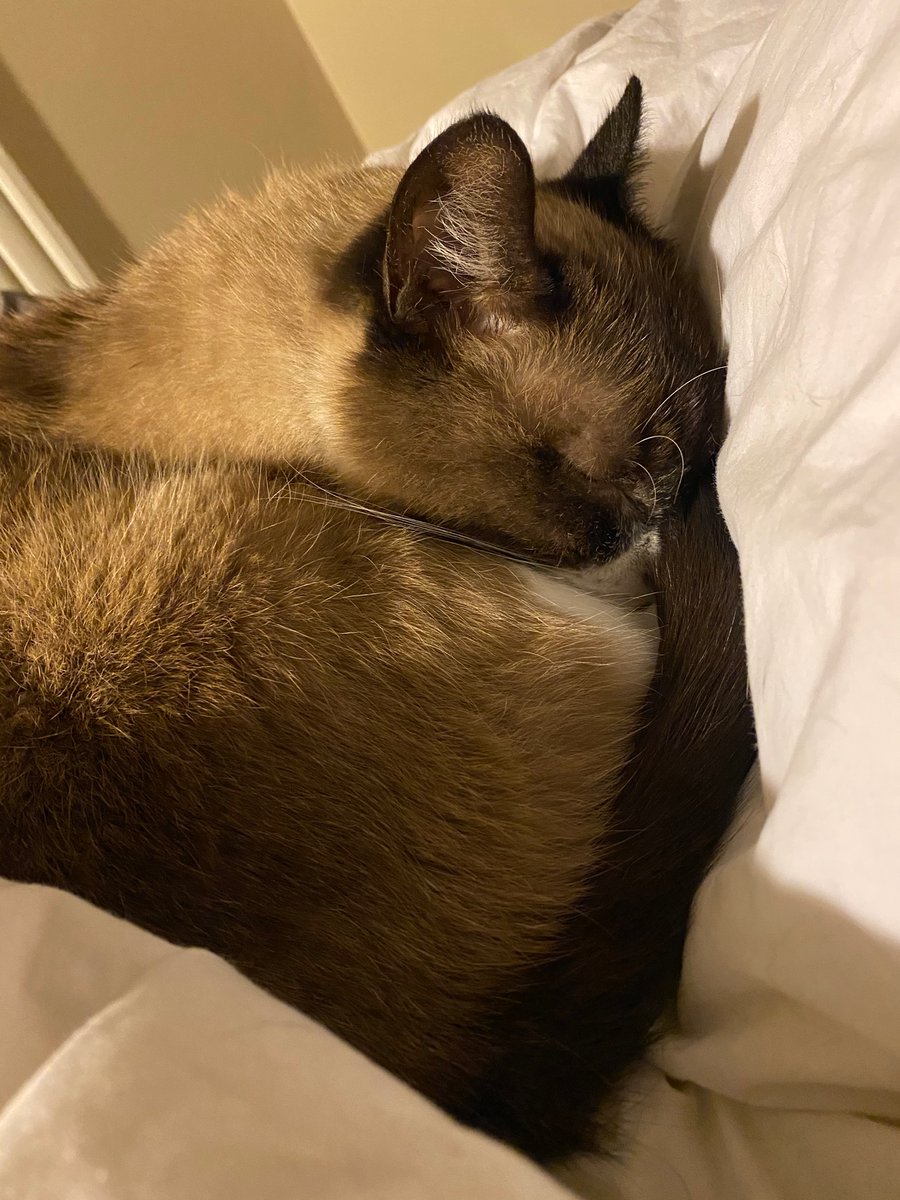 screamqueen084's tweet photo. Exhausted #Samson2020 https://t.co/js8Nrtf9Kg