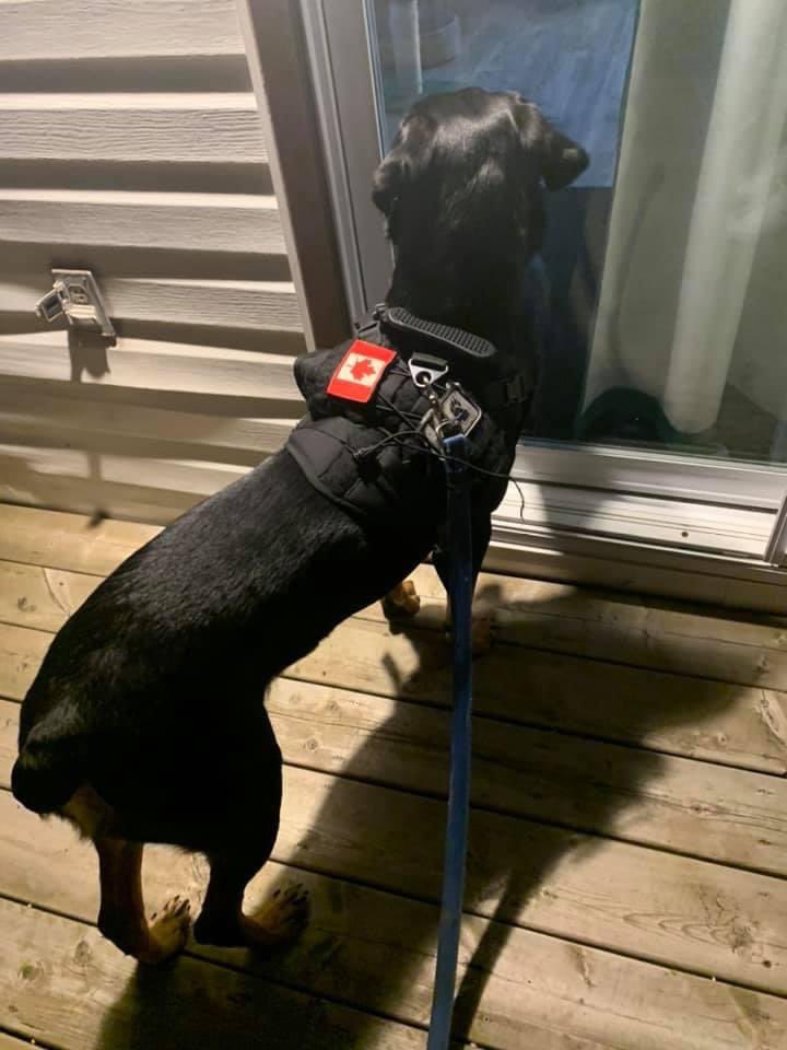 thin blue line dog harness