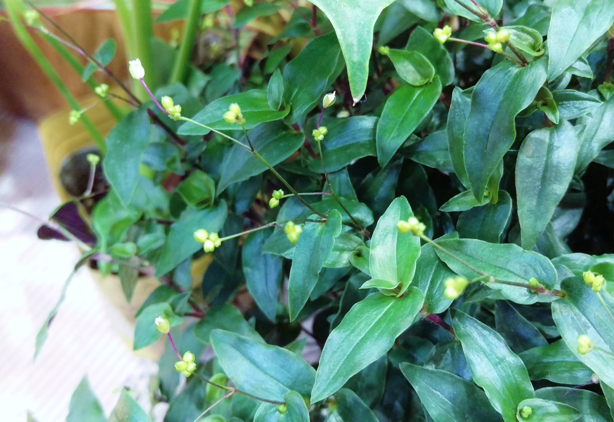 花 まだツボミのブライダルベール 花咲く時を待ちわびて ᴗ 今日の誕生花 ブライダルベール 花言葉 幸福 12時 ﾌﾞﾗｲﾀﾞﾙﾍﾞｰﾙ ﾅｴ