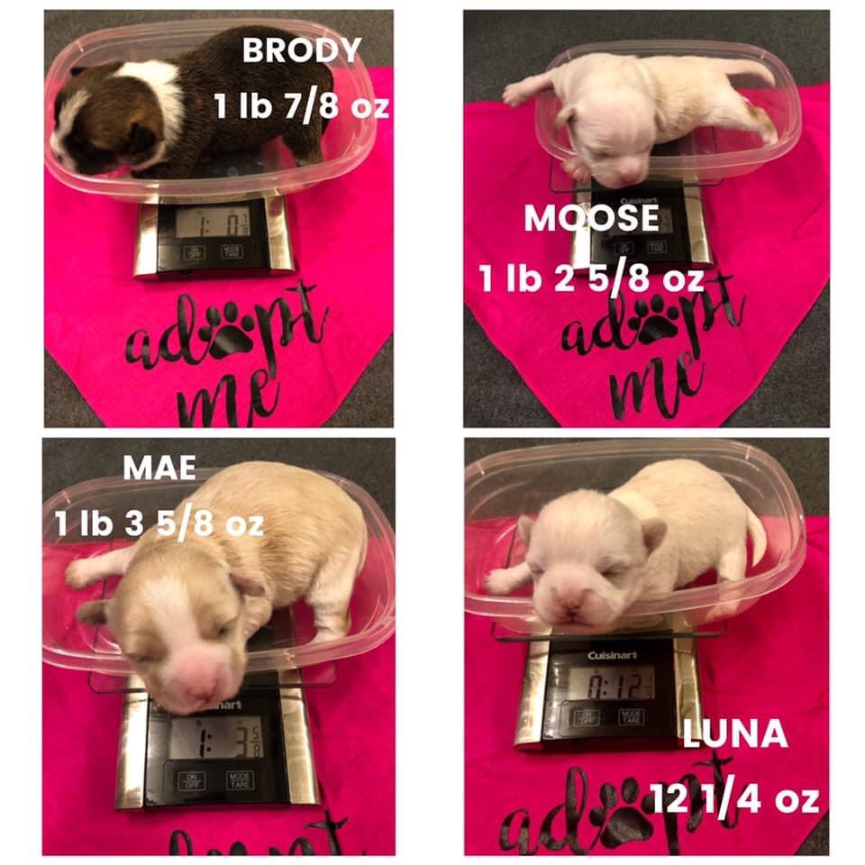 This mama was saved from a shelter. I soon as she got to our foster’s home, she gave birth to 4 pups!
She is such a good mom 👏 👏 👏 
Look how adorable these little furries are! 😍 
#dogsoftwitter #dogs #doglovers #DallasTx #RescueMission 
#RESCUE #RescueDogs #AdoptDontShop