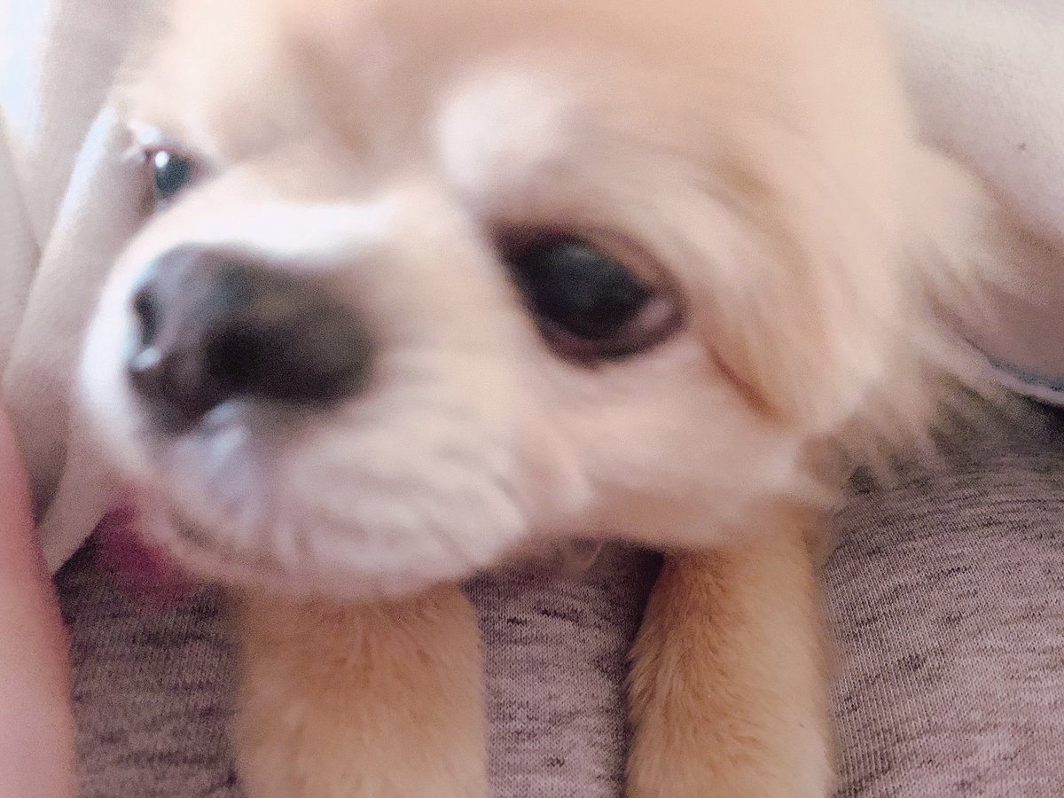 sweets0106's tweet photo. @yousuck2020 うちの犬が誕生日です
14歳になりました！ https://t.co/Lguxo5MiUc