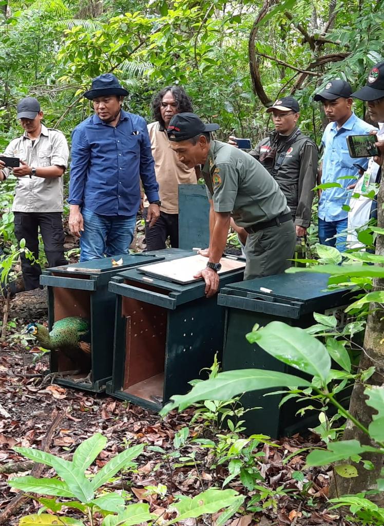 ASTIndonesia's tweet photo. Last part of journey for release of 3 #Javanpeafowls from ASTI...and Ronggo, Cupi and Oki are free! Welcome back to freedom, beautiful birds, and stay safe ☺️ https://t.co/LWuiScRg6d