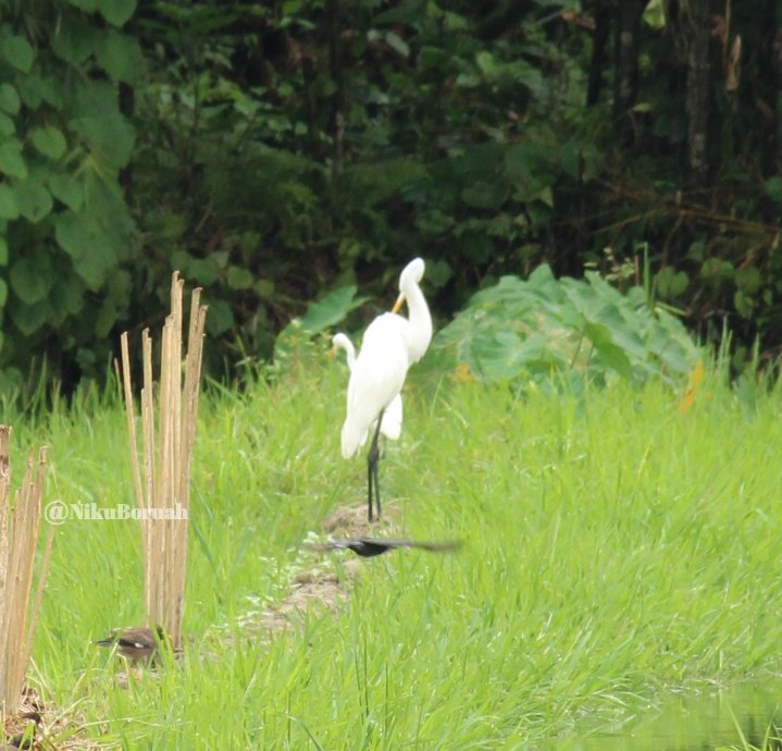 Nikuboruah1's tweet photo. Wonderful Friday morning.
#fridaymorning #friday weekend #beutiful nature #white Egret #bagula #GoodMorningTwitterWorld .
##################### https://t.co/GowW1gRAwS