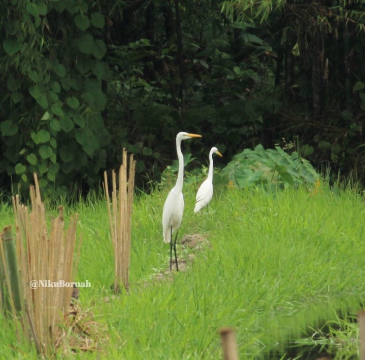Nikuboruah1's tweet photo. Wonderful Friday morning.
#fridaymorning #friday weekend #beutiful nature #white Egret #bagula #GoodMorningTwitterWorld .
##################### https://t.co/GowW1gRAwS