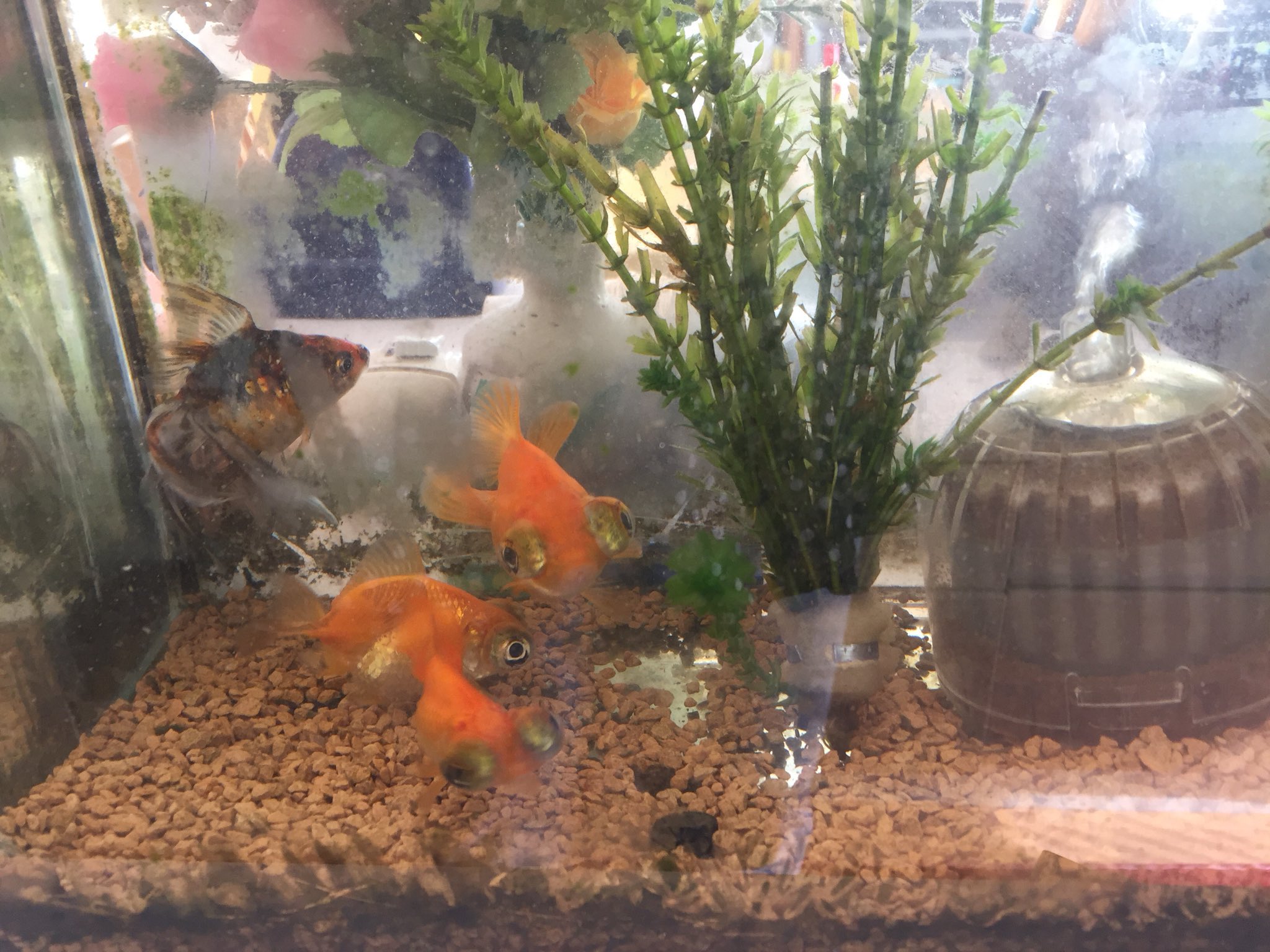 Sunchild金魚 めだか飼育 Mikotonohaha2 Twitter