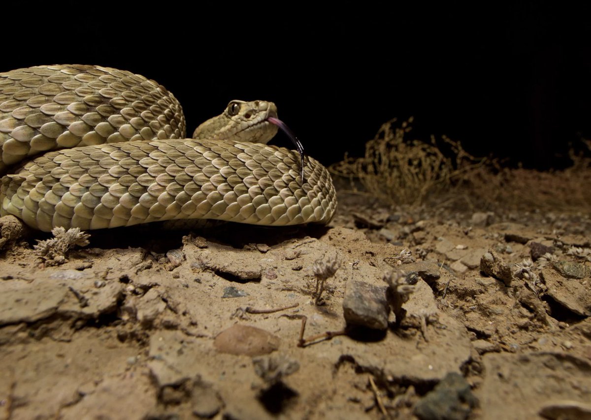 The story has one of my catchier ledes IMO: "Before the monsoon rains lured me to southern Arizona, I had never been shot at..." Also great photos by my friend  @BiodiversiLary