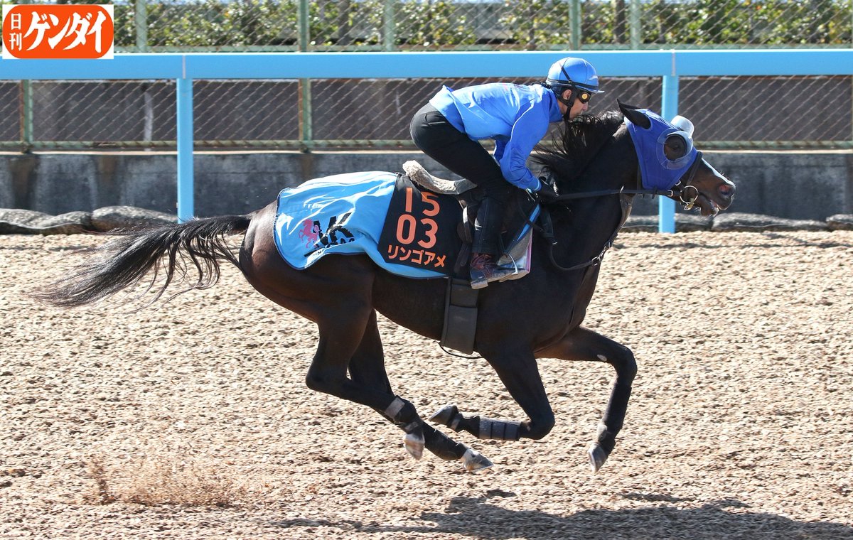 主に競走馬 馬術 Min T ミント
