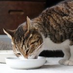 猫はおいしさを味覚よりも嗅覚で感じる？フードの食いつきが悪い時は温めると良い!