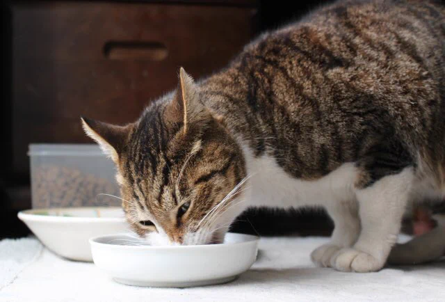 猫はおいしさを味覚よりも嗅覚で感じる？フードの食いつきが悪い時は温めると良い！