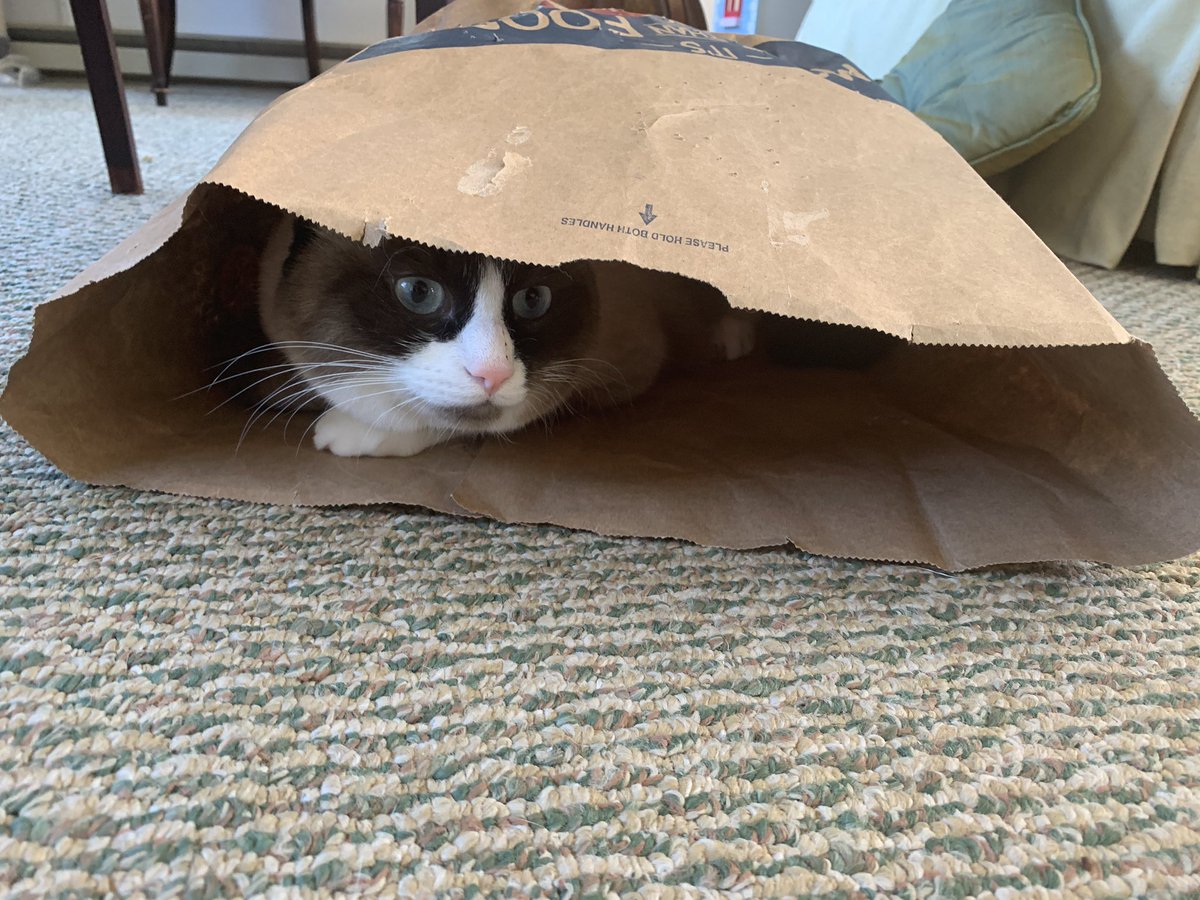 jonlionfineart2's tweet photo. @HamillFurballs This election, am I right?

#CatVersion https://t.co/xplXaMKzF2