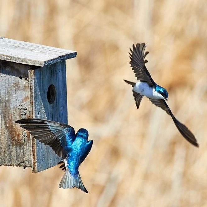 jayalexia_'s tweet photo. The location of birdhouses invites certain birds:

🐦Bluebirds love open spaces
🐧Chickadees like enclosed areas
🐤House Wrens like the birdhouse hanging from small trees in a spacious yard
🐦Purple Martins like open yards
🐧Tree Sparrows like to be close to water⁣

#homedecor https://t.co/Vq61rbuhTn