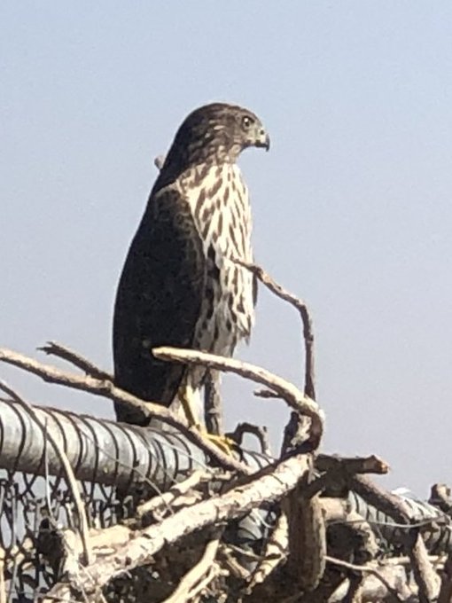my hawk hanging around https://t.co/45plqomnii