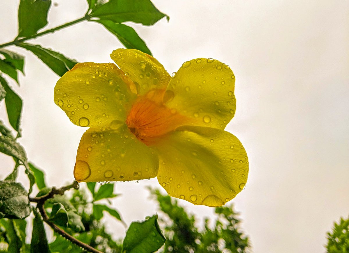DreamYardTeam's tweet photo. The sun may not be shining every day, but that doesn't mean we all don't have too. 🤗🌈🌴
#Flowers #rain #yellowtrumpet #allemanda #Gardenideas https://t.co/rZGtzh6LX7