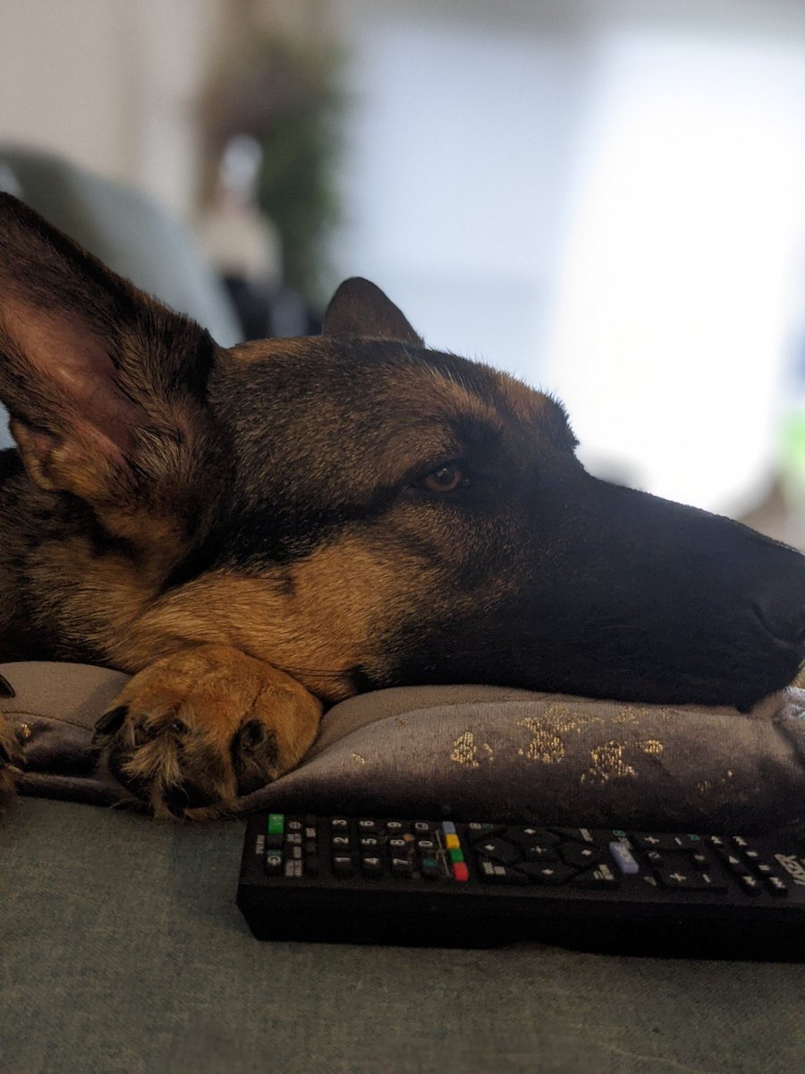 WafflestompO's tweet photo. Elbe wants me to put her TV show on.
#streamdoggo https://t.co/3c2cElYRpW