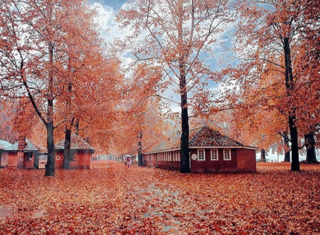 Mirza_HA's tweet photo. "Peace " You will find it when it is silent around..Under a tree. Seeing the nature and more importantly when you are lonely.
it becomes meditation when a gentle breeze of wind touches your face and you can hear asla that with the book in the hand.
#chinar_tree
#autumn
#peace https://t.co/CLzMvy7GVI