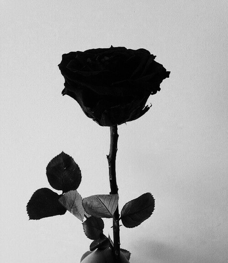 𓅓𓆉︎ 𓅰 • ♔︎ `𝑨𝑽𝑨 × 𑁍  𝐖𝐚𝐧𝐠 𝐲𝐢𝐛𝐨'97*  𓂺 𓂺 ✓ลฟตท° * 𓂺𓂺