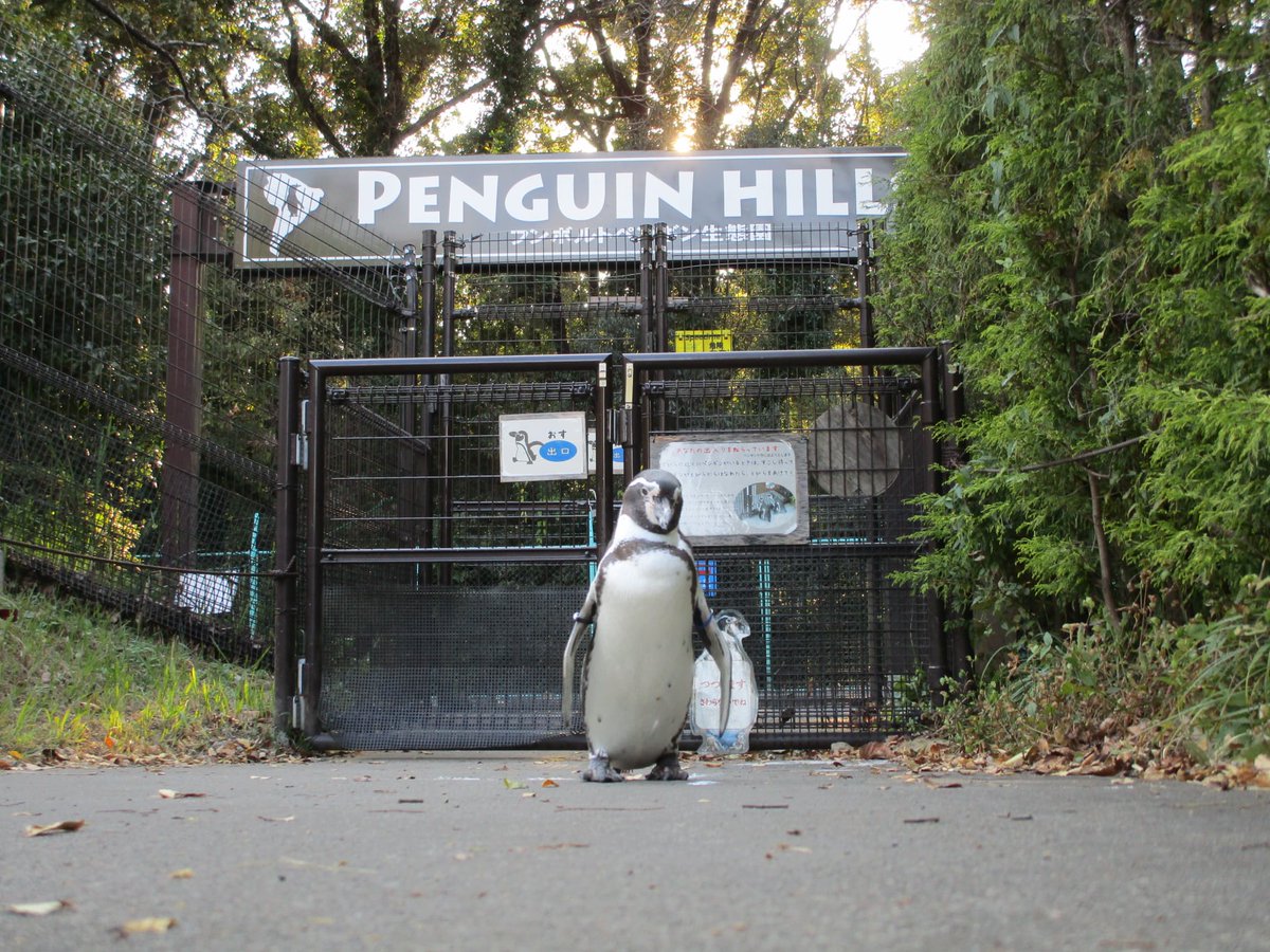 埼玉県こども動物自然公園 公式 Auf Twitter 最近のペンペンは扉の前を陣取っていることが多いです そんな堂々と立ち振る舞われても 出入りの際 ペンギンが一緒に扉を越えないよう注意してくださいね フンボルトペンギン ペンギンヒルズ
