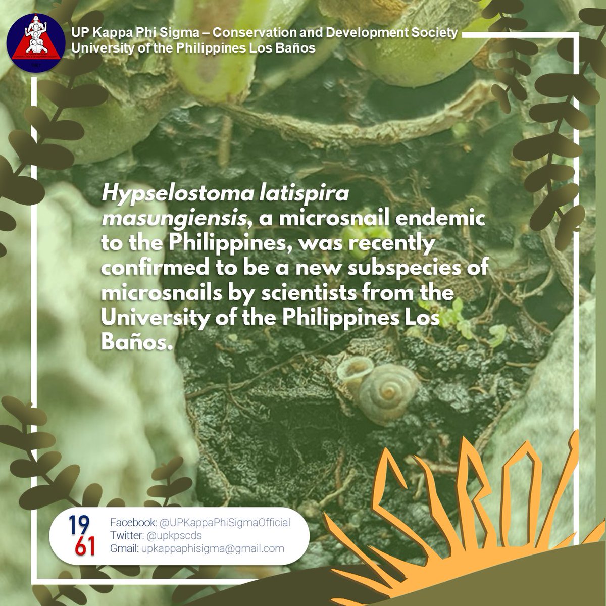 upkpscds's tweet photo. Hypselostoma latispira masungiensis, a microsnail endemic to the Philippines, was recently confirmed to be a new subspecies of microsnails by scientists from the University of the Philippines Los Baños.
#SupportOurScientists https://t.co/jP6UGw2hkU