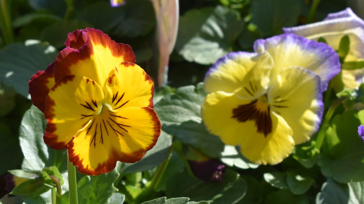 狩野哲夫 園芸店でビオラ達を見る ビオラ 三色スミレ ヨーロッパに自生する 野生種から品種改良 パンジーより小型種 小さい花を沢山咲かせる 花色も紫 青 白 ピンク オレンジなど多彩 花弁にヒゲやストライブ ブロッチ 色の組み合わせも多様 気に入っ