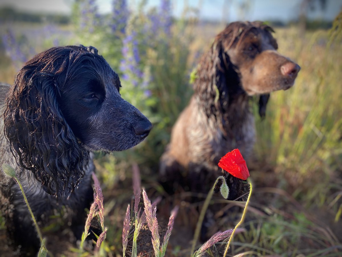 gtweed's tweet photo. Lest we forget #RemembranceDay #RemembranceSunday #PoppyAppeal #kronch https://t.co/x6Hikr3n05