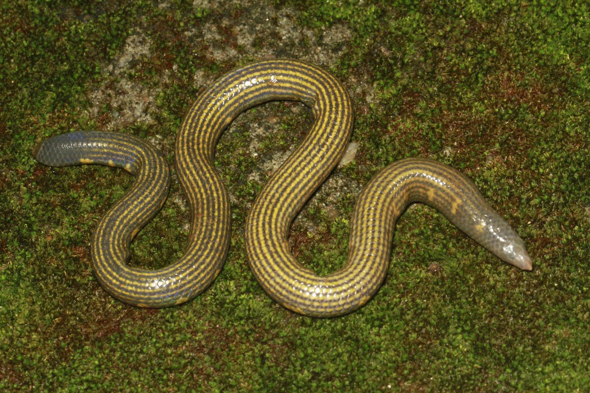UNDPSriLanka's tweet photo. Mendis Wickramasinghe has discovered 2 new species of snakes in Knuckles #SriLanka. 

These species are critically endangered &amp; as #COVID19 highlights the fragility of life on earth, it's our duty to protect all life around us.

📺WATCH 👉https://t.co/LEllPlLpI3 

#ForNature https://t.co/9fJZKHJsdH