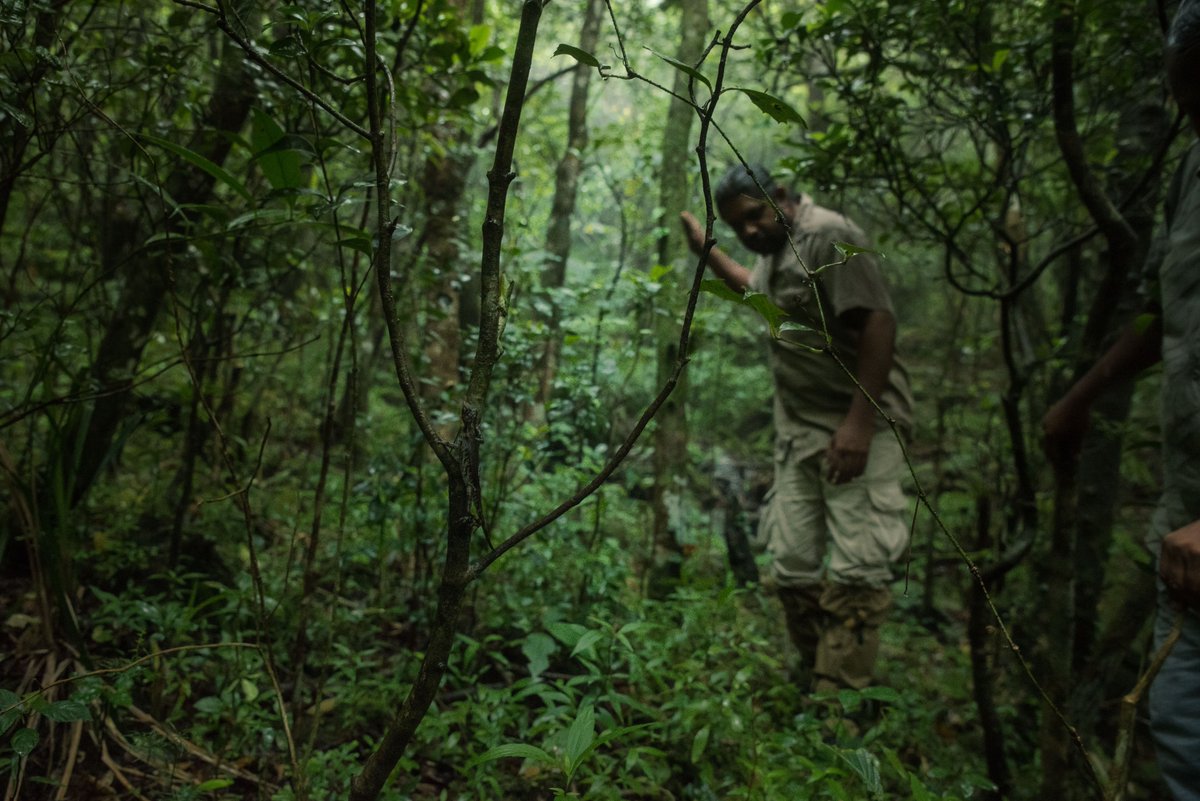 UNDPSriLanka's tweet photo. Mendis Wickramasinghe has discovered 2 new species of snakes in Knuckles #SriLanka. 

These species are critically endangered &amp; as #COVID19 highlights the fragility of life on earth, it's our duty to protect all life around us.

📺WATCH 👉https://t.co/LEllPlLpI3 

#ForNature https://t.co/9fJZKHJsdH