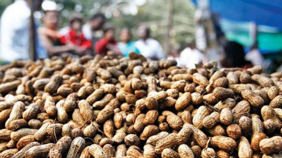 peanutizeme's tweet photo. Groundnut Farmers Selling Produce in APMCs Instead of State Government Designated Offices
https://t.co/k15epACpCq
#peanutized #agriculture #farming #crops #harvest #gujarat #farmers #apmc #groundnut #stategovernment #yield https://t.co/on9AXPYVxu