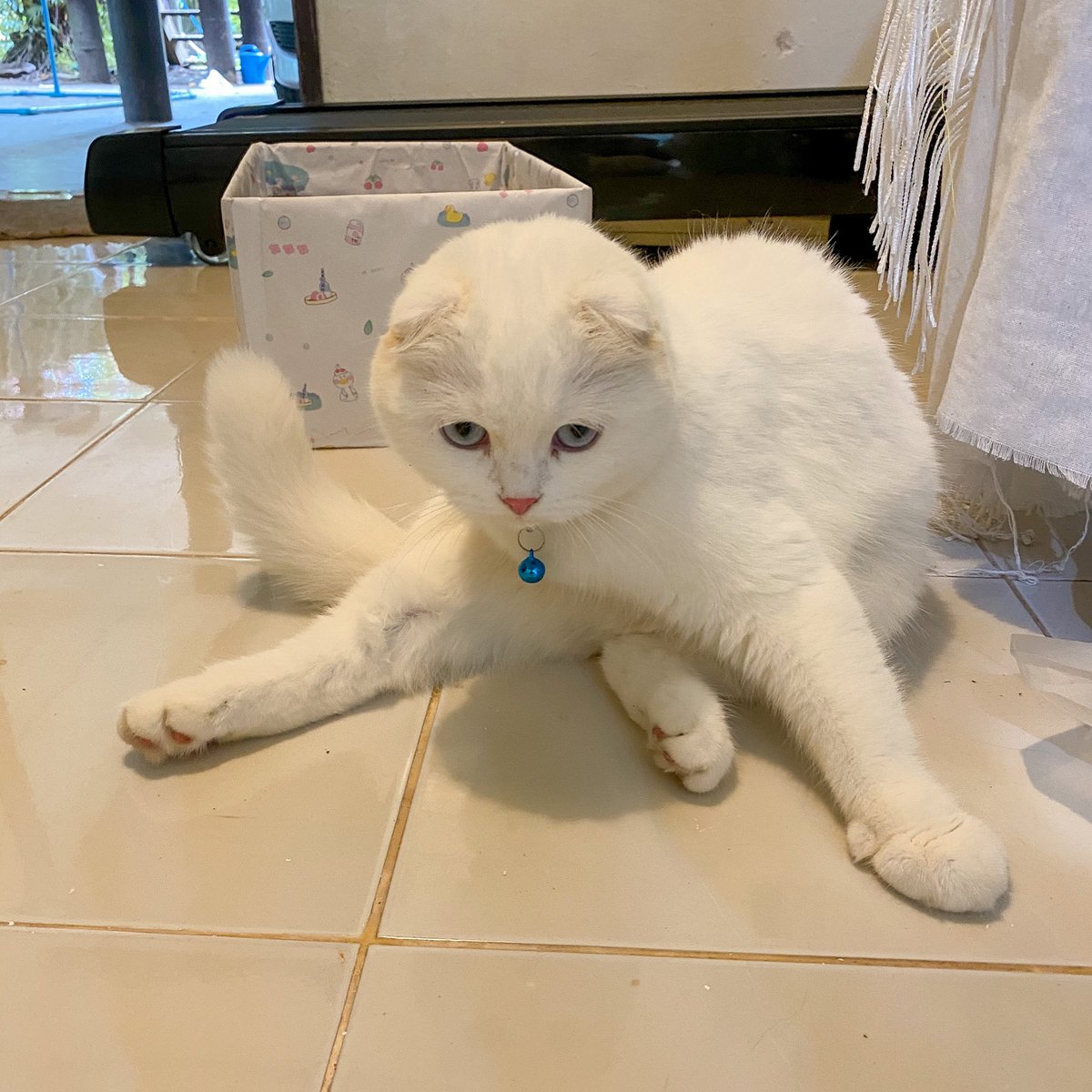 ૮꒰˵• ﻌ •˵꒱ა tweet media