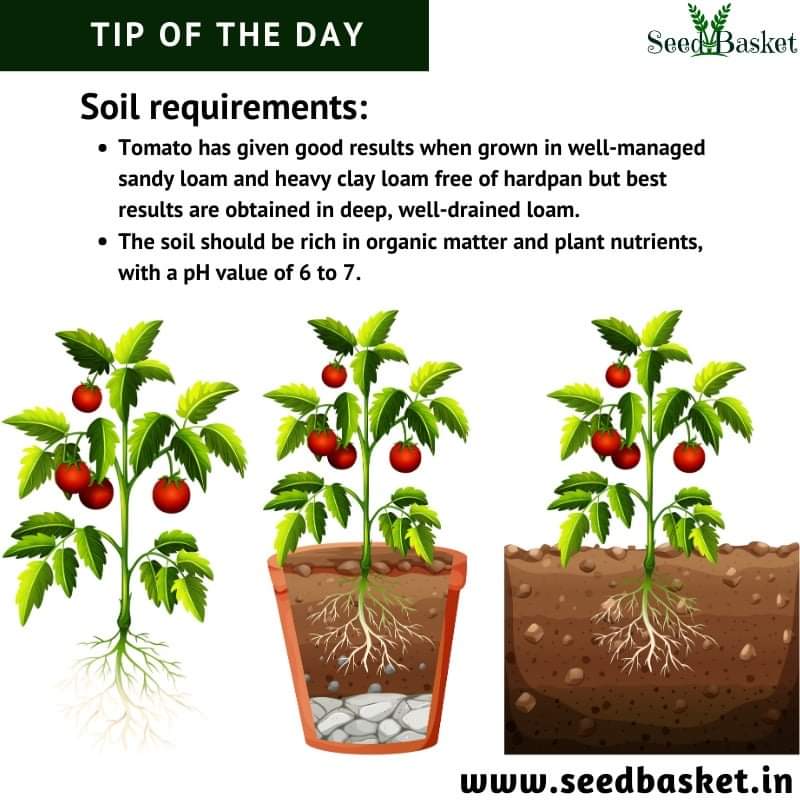 seedbasket's tweet photo. Tip Of The Day: Soil requirement for tomato seeds.#vegetablegarden #vegetableseeds #nativevegetableseeds #HybridSeeds #leafyvegetables #Leafyvegetableseeds #tomatoseeds #tipoftheday #kitchengardening #terracegardening #seedbasket #india Order Seeds Online: https://t.co/200m0ojBgV https://t.co/jkbASYM8pO