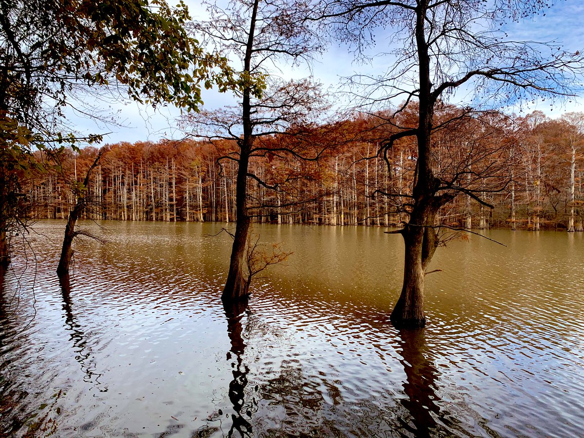 JacobWoodsWx's tweet photo. #westky #Fallwx Mississippi River bottoms in Carlisle County today. Those cyprus trees were popping with color! @BeauDodson @NbergWX @Kentuckyweather https://t.co/Dh8oP6eCZk