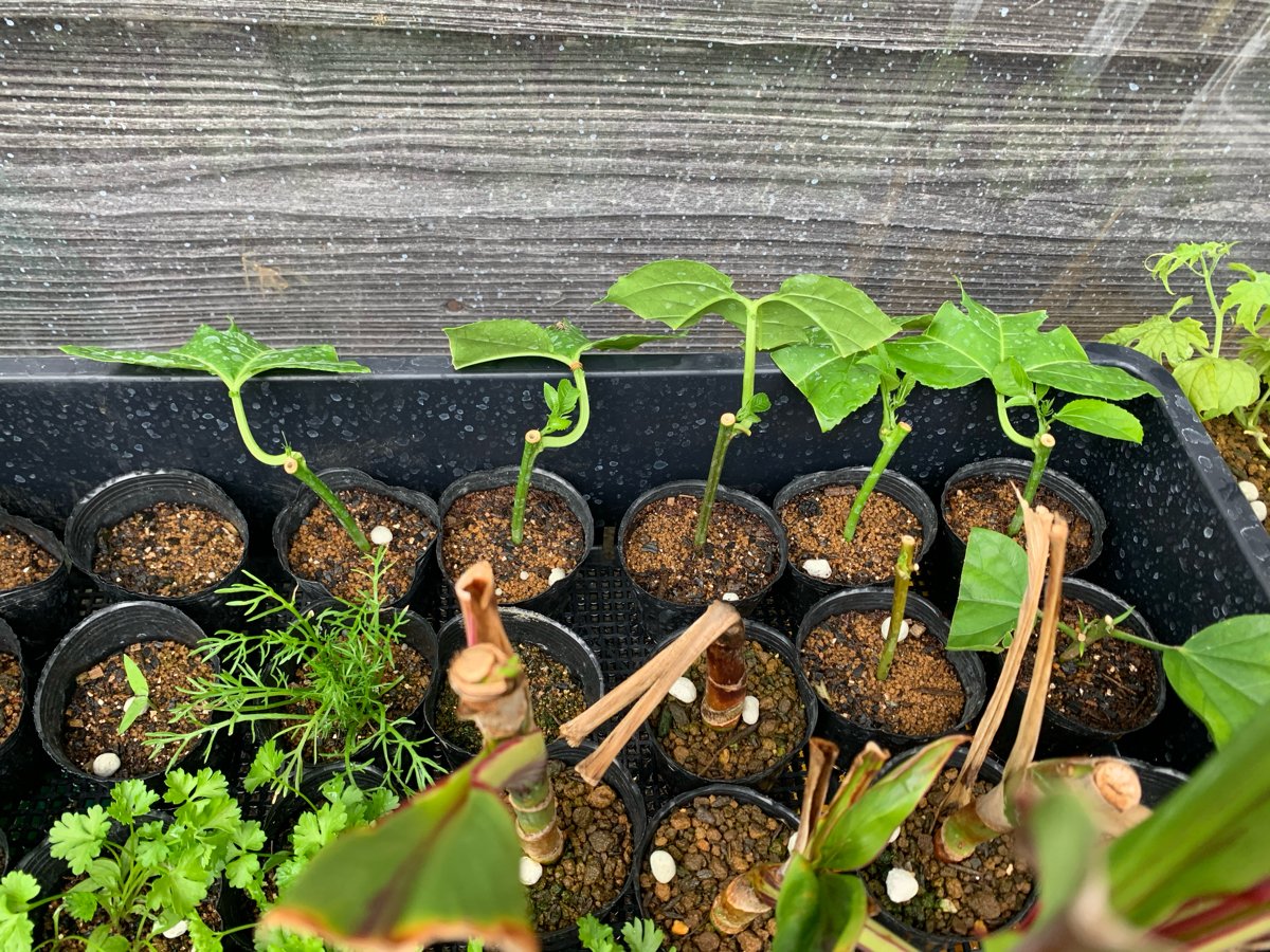 真鴨 ちょちょさぼり 種まき用土でパッションフルーツの挿木根が出た 7本中6本成功 発根温度が大事みたいだね ๑ 8 ๑