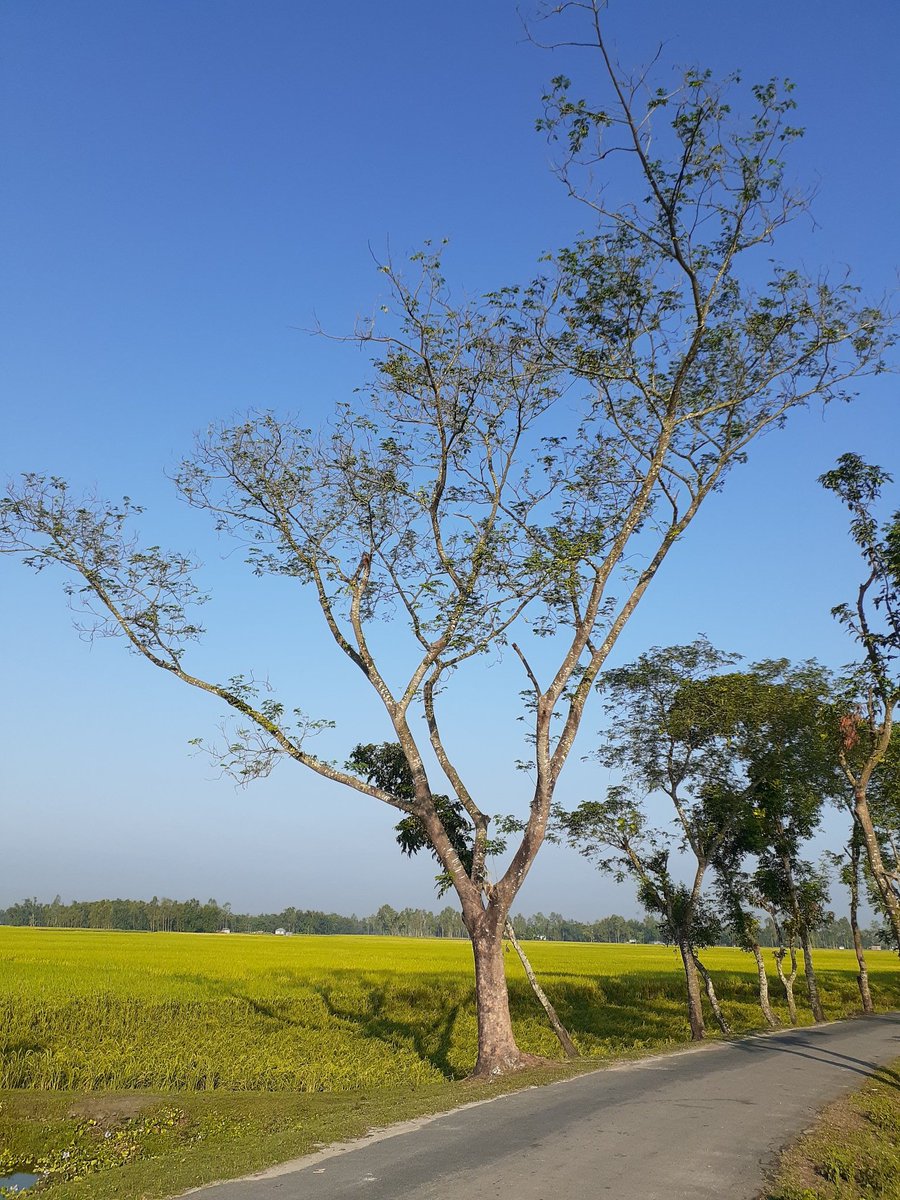 আজি হেমন্তের শান্তি ব্যাপ্ত চরাচরে
    জনশূন্য ক্ষেত্র মাঝে দীপ্ত দ্বিপ্রহরে
    শব্দহীন গতিহীন স্তব্ধতা উদার
    রয়েছে পড়িয়ে শ্রান্ত দিগন্ত প্রসার
    স্বর্ণশ্যাম ডানা মেলি।’