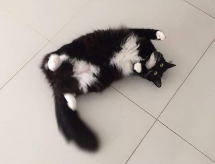 Tickle my tummy! #amber