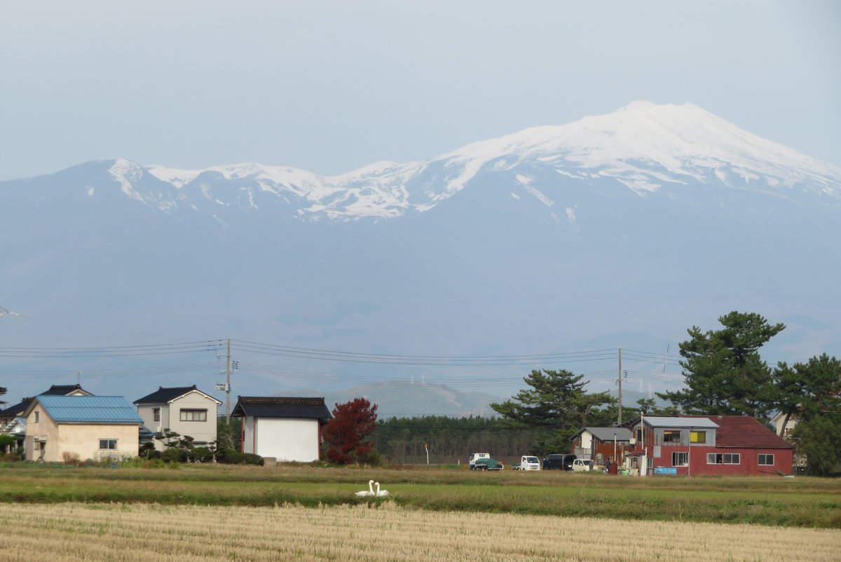 yossya14's tweet photo. 11月6日、山形県酒田市、
　
仲の良い白鳥のつがい

あっち向いて「ホイ！」（右）
あっち向いて「ホイ！」（左） https://t.co/6P721SiRl7
