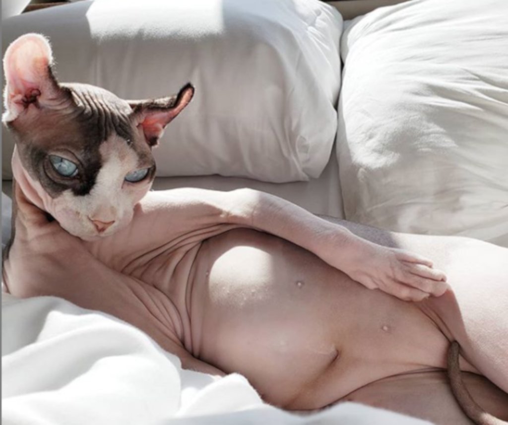daviniaowned's tweet photo. @Barfi___ @_nerdbitch Feline kinda cute, idk, make post vids later https://t.co/W9u2bDt3el