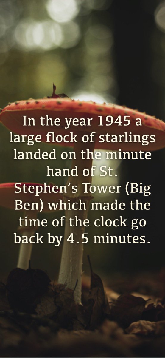 Redheadwytch's tweet image. #RandomFactOfTheDay