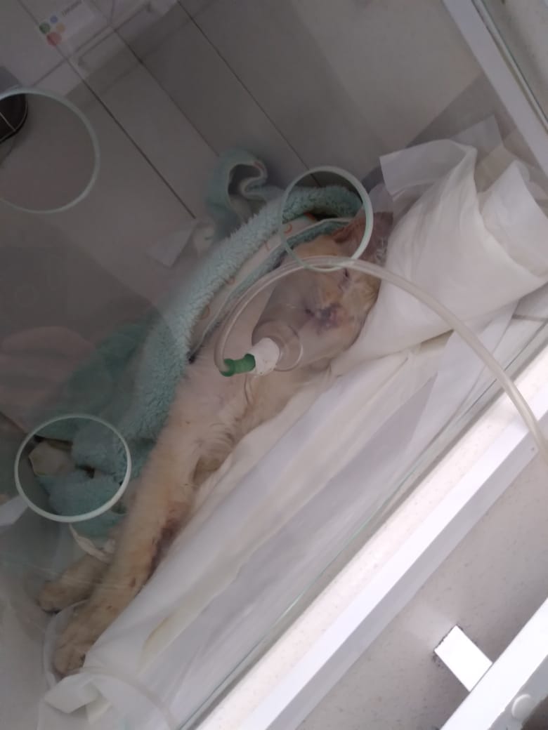 prodbyvicc's tweet photo. eu de vdd não sei nem como começar isso... me ajudem a salvar meu gato pfv😭😭😭 ele foi atropelado na rua da minha casa, eu ainda estava no trabalho qnd recebi a notícia. meu irmão que estava na hr do ocorrido me disse que o cara fez de propósito, e ainda acelerou pra ir embora+ https://t.co/9HTd96poYi