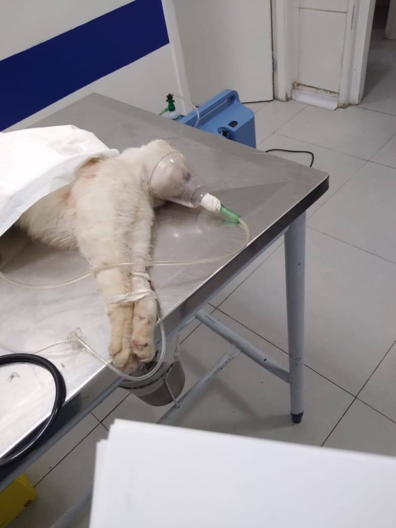 prodbyvicc's tweet photo. eu de vdd não sei nem como começar isso... me ajudem a salvar meu gato pfv😭😭😭 ele foi atropelado na rua da minha casa, eu ainda estava no trabalho qnd recebi a notícia. meu irmão que estava na hr do ocorrido me disse que o cara fez de propósito, e ainda acelerou pra ir embora+ https://t.co/9HTd96poYi