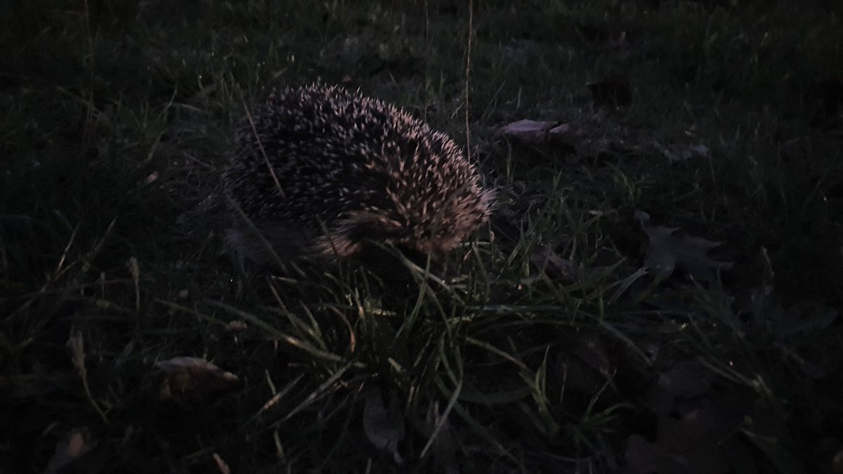 Beatriz Decencière tweet media