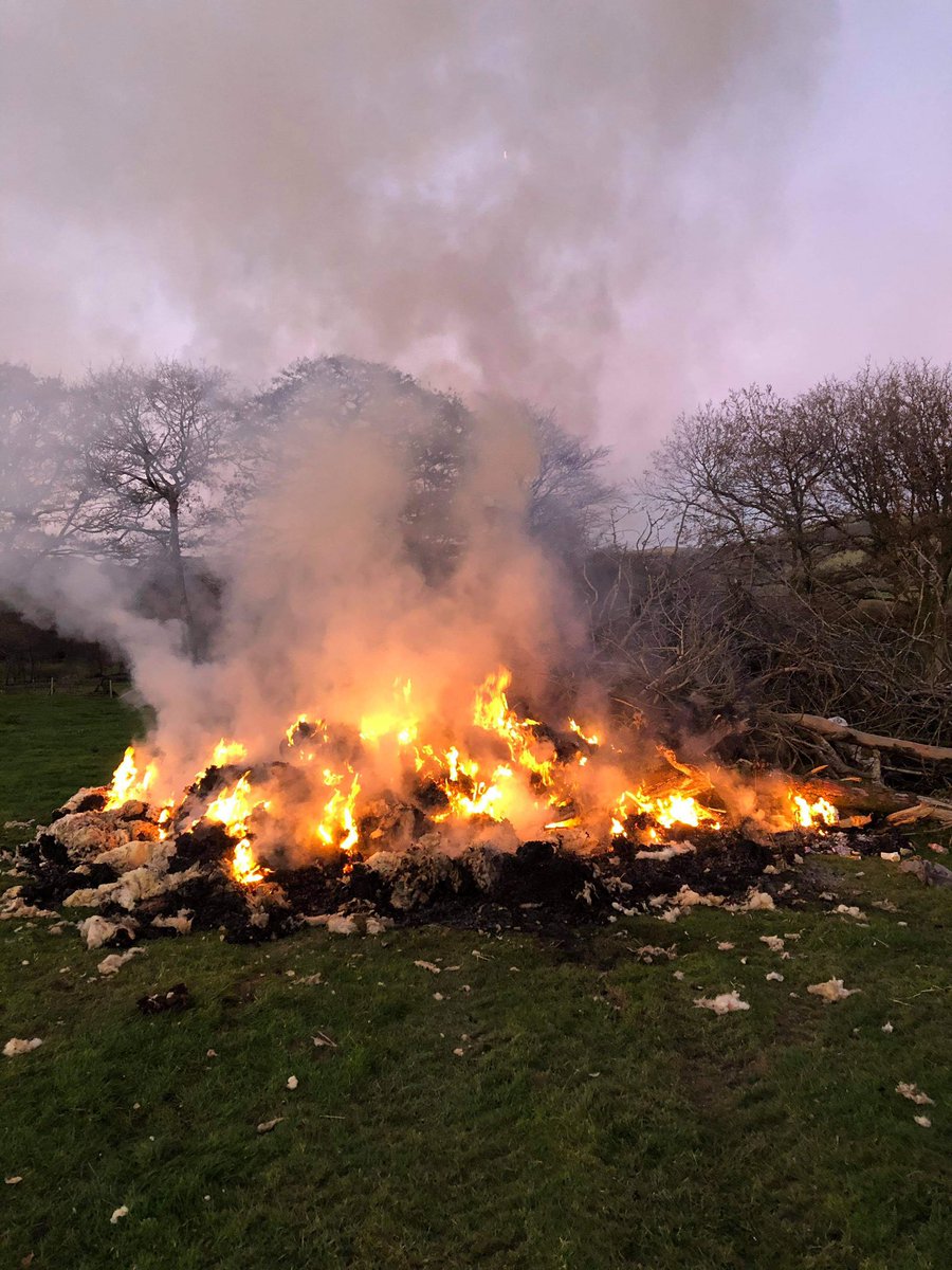 1GarethWynJones's tweet image. Very sad to hear and see 800  fleeces burnt last night . Pls buy @BritishWool and support this amazing material. We don’t want to see scenes like this again . 😓
