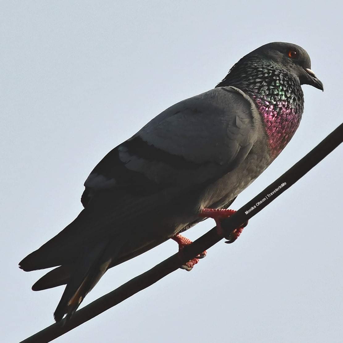 TravelerInMe's tweet photo. Balcony Birding: Rock Pigeon
I am not fond of them but that does not mean I do not enjoy photographing them. I love it when their chest feathers shine in the right light.
#TwitterNatureCommunity
#birds #BalconyBirding #BirdPhotography #birdwatching #Pigeon #CommonBird https://t.co/RVc80v5IAh
