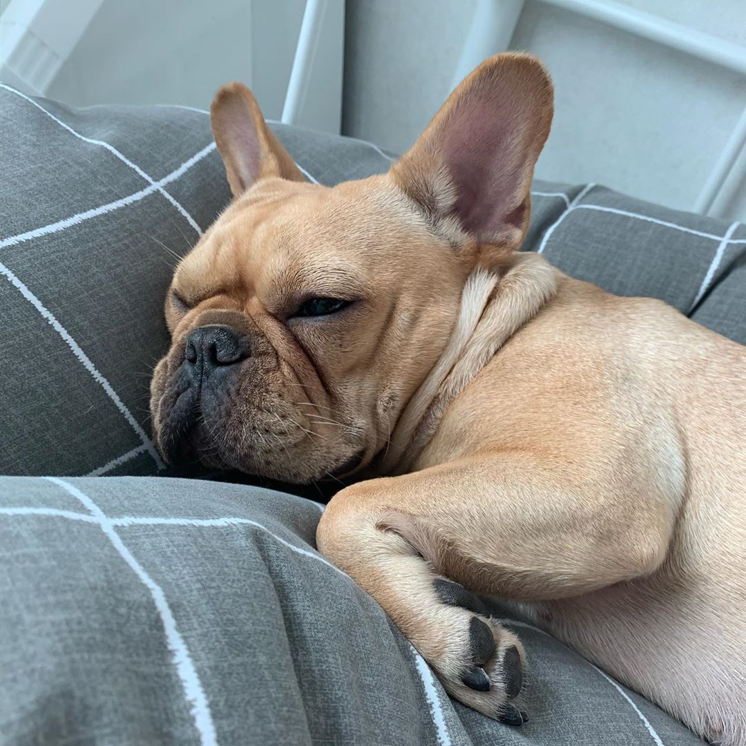 [kimdoenjang1115] 🐶

힝

201106 #김된장 인스타그램 update 

📎instagram.com/p/CHPMcZtlkvX/…