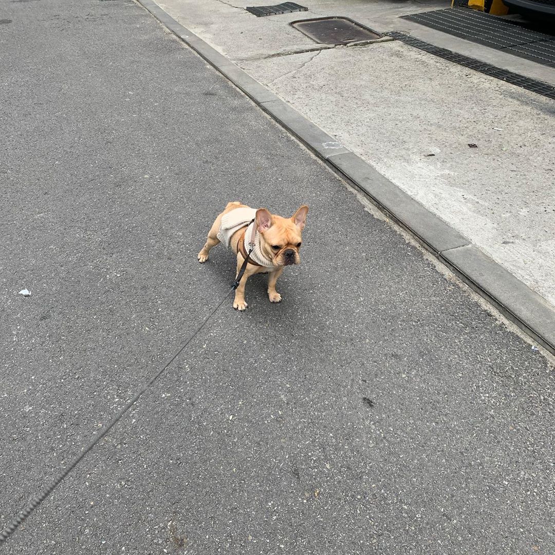 [kimdoenjang1115] 🐶

이게 니거였구나

201106 #김된장 인스타그램 update 

📎instagram.com/p/CHPUvgplh0g/…