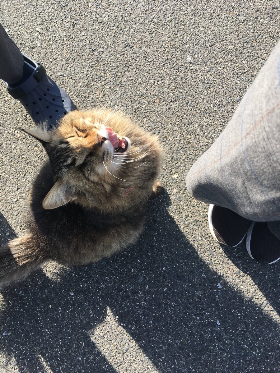 hampkichi's tweet photo. #本日の白子にゃんこ 
晴れたあたたかい日だけ日向ぼっこしていて
お散歩してたら、寄って来てくれます
ふわっふわちゃん

勝手に「伊勢丹ちゃん」と呼んでいる
（見知らぬお家のお猫さまだけど）

今日も１日がんばりましょう〜

#HAMPKICHI
#猫のいる幸せ 
#野良猫 ではない https://t.co/hiFwVuFoJz