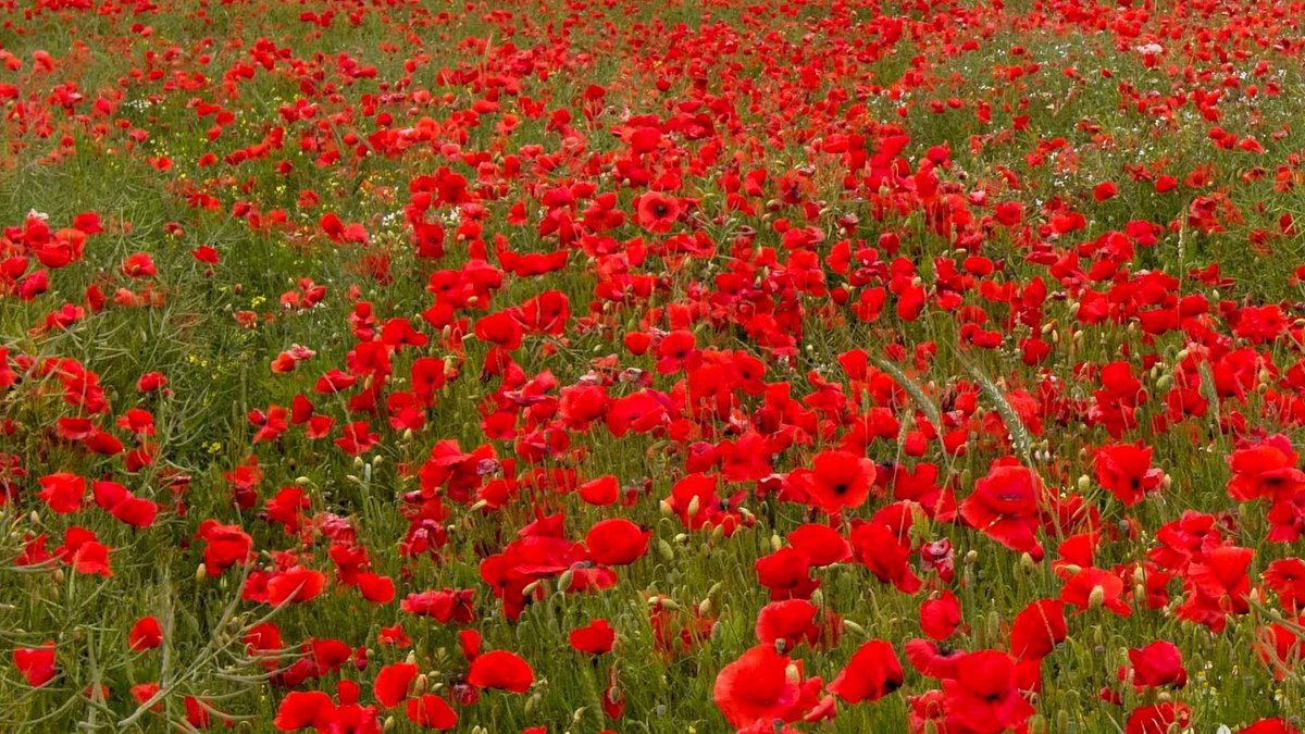 Why not join us this Sunday @ 10.30 (stream starts at 10.15am) for our Remembrance Day service.

We'd love for you to be part of our worship.

youtu.be/SvwmE4A-pGo

#mersea #RemembranceDay