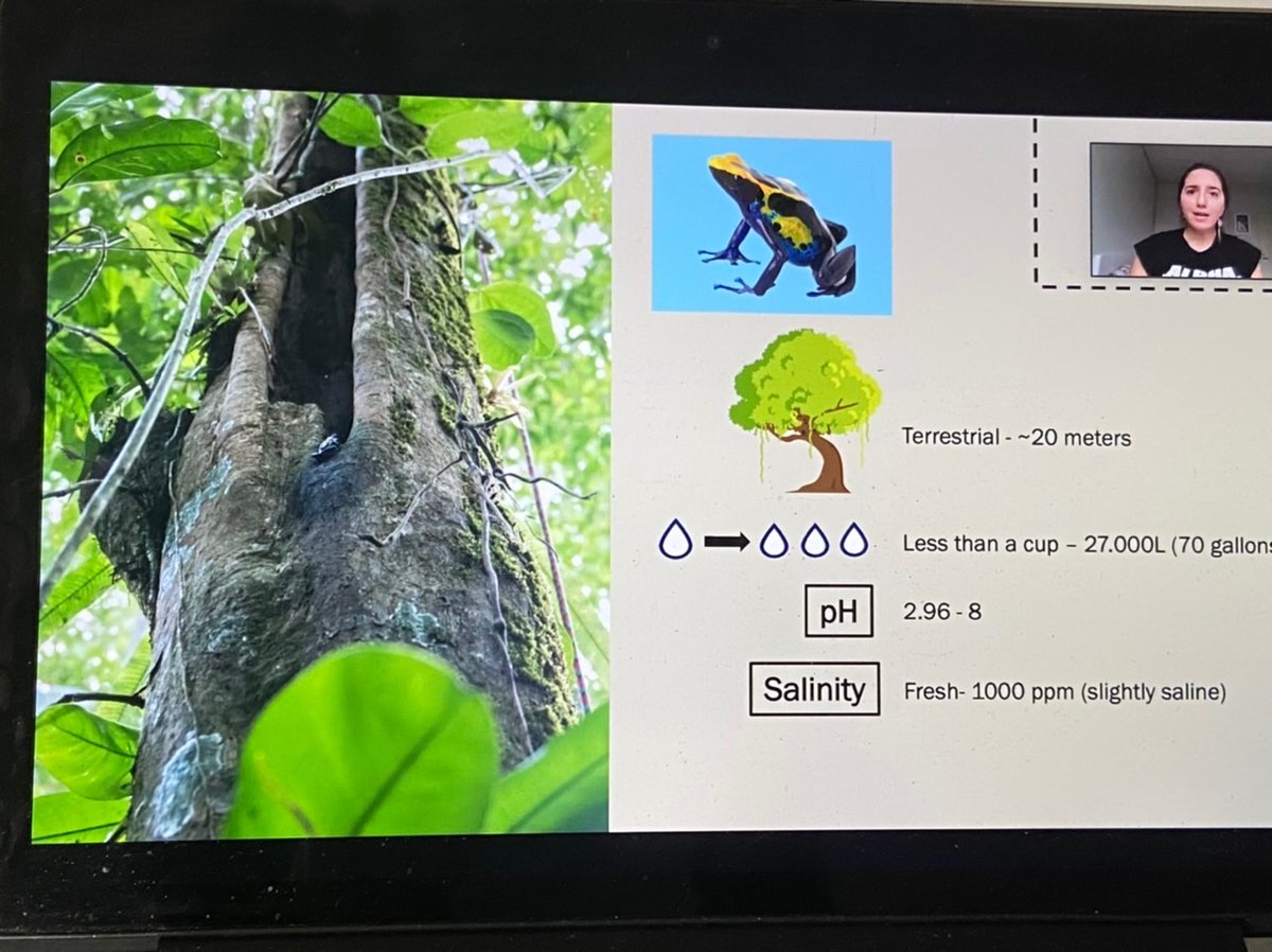 Bibiana Rojas (@biobiiana) on Twitter photo Despite the #COVID19 craziness, <a href="/ChloeFouilloux/">Chloe Fouilloux (she/her)</a> has managed to put together a great presentation on differences in niche flexibility of tadpole rearing sites in Neotropical 🐸 This is part of our work at <a href="/RNNouragues/">RN Nouragues</a> with <a href="/frog_tracker/">Andrius Pašukonis</a> <a href="/JenniFrog25/">Shirley Jennifer Serrano Rojas</a> carvajaljcastro & JValkonen Despite the #COVID19 craziness, <a href="/ChloeFouilloux/">Chloe Fouilloux (she/her)</a> has managed to put together a great presentation on differences in niche flexibility of tadpole rearing sites in Neotropical 🐸 This is part of our work at <a href="/RNNouragues/">RN Nouragues</a> with <a href="/frog_tracker/">Andrius Pašukonis</a> <a href="/JenniFrog25/">Shirley Jennifer Serrano Rojas</a> carvajaljcastro & JValkonen
