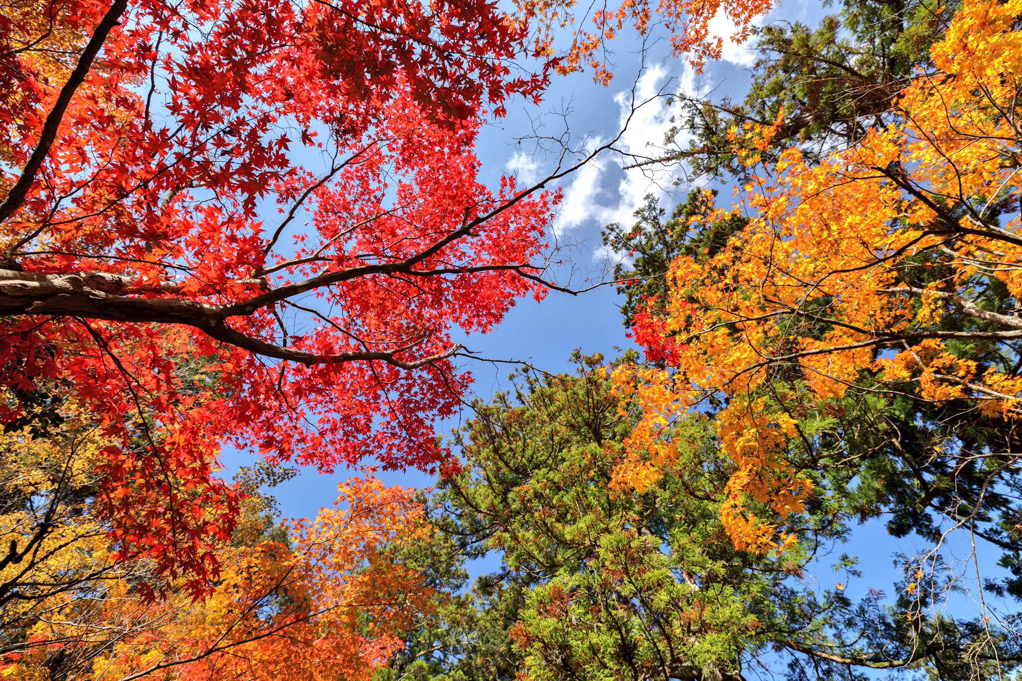Manabu 小松市那谷寺の紅葉が見頃に入ったようです 落葉は28日頃だそうです T Co Ja4fnj4dwz Twitter