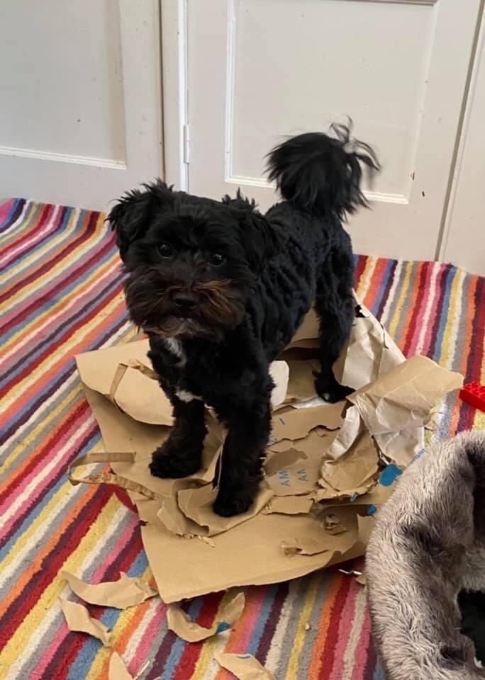 Teddy still #missing.He chased #deer into middle of #hinkseyhill nature trail nr forest school shelter We stopped hearing him bark when called around 3:30pm he could over #golf course and be anywhere from #boars hill over to the hurst in #cumnor 🧨facebook.com/715677623/post…